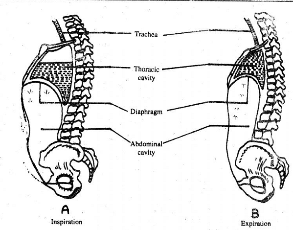 304_Human respiration.png